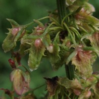 Rumex obtusifolius L.